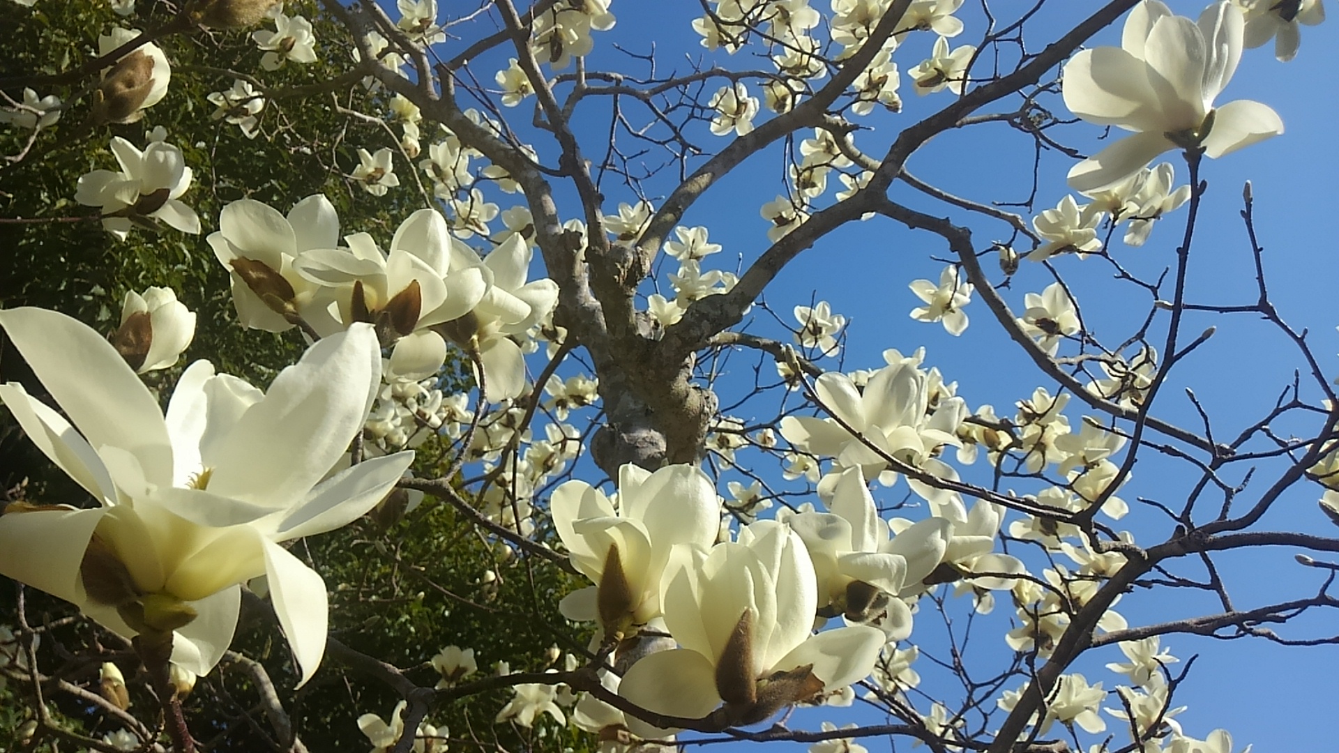 木蓮は、地球上で最古の花木 – ほんだらけ